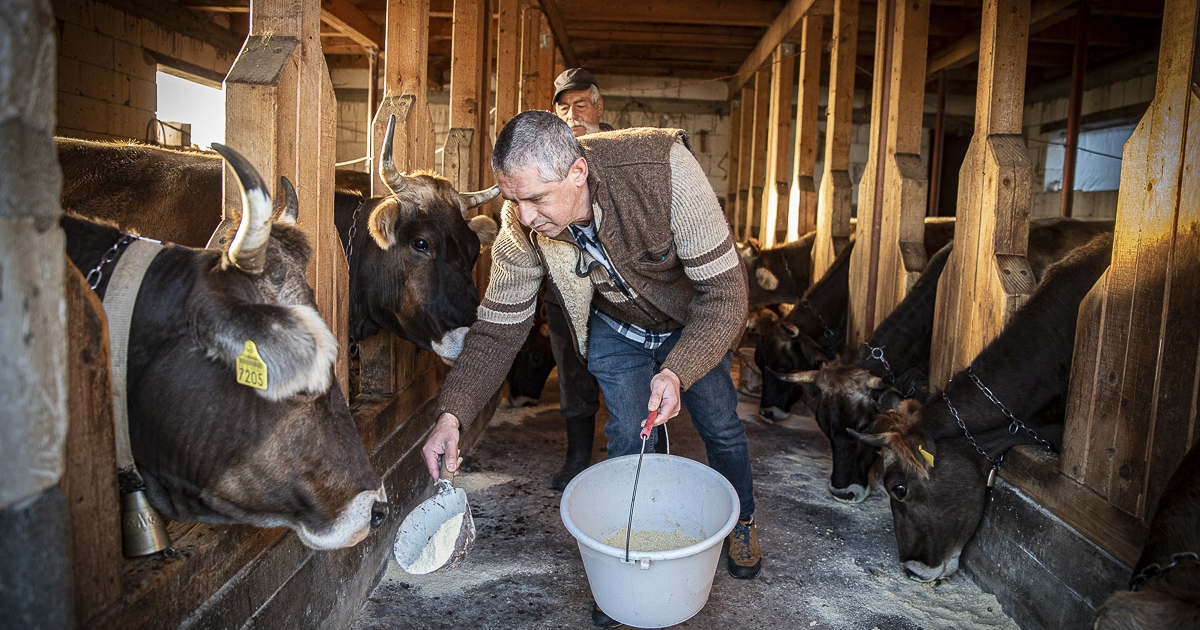 Jószágot terelő zsurnaliszta
